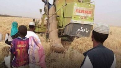 حصاد القمح بمشروع الجزيرة